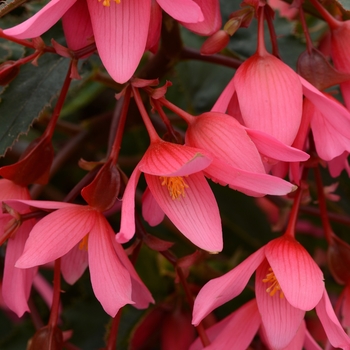 Begonia boliviensis 'Pink' 