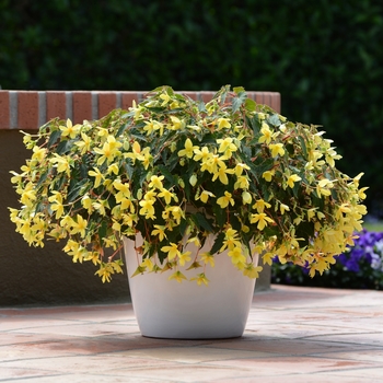 Begonia boliviensis 'Yellow' 