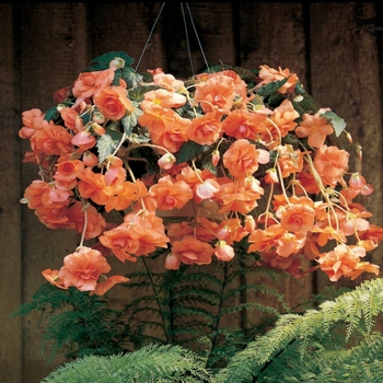 Begonia x tuberhybrida Sun Dancer™ 'Apricot'