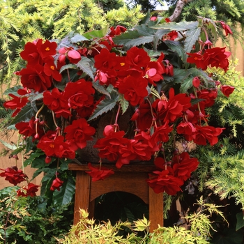 Begonia x tuberhybrida Sun Dancer™ 'Red'
