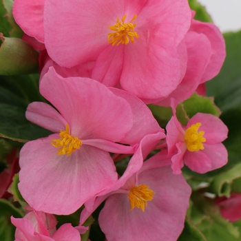 Begonia semperflorens Ambassador 'Pink'
