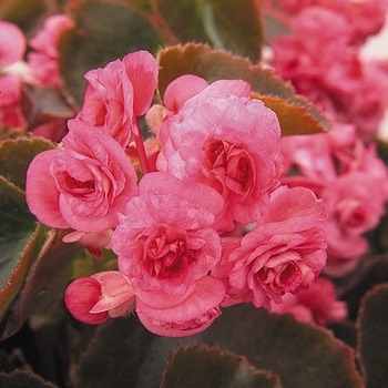 Begonia semperflorens Doublet 'Rose'