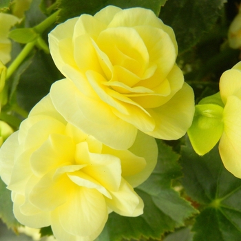 Begonia x hiemalis 'Light Yellow' 