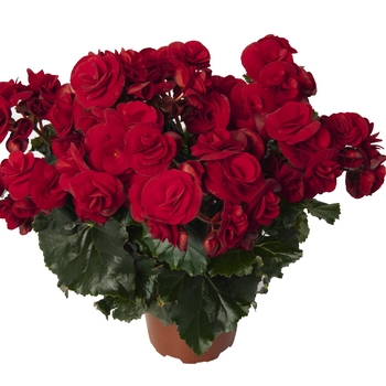 Begonia x hiemalis Solenia® 'Velvet Red'