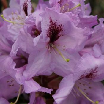 Rhododendron 'Arthur Bedford' 