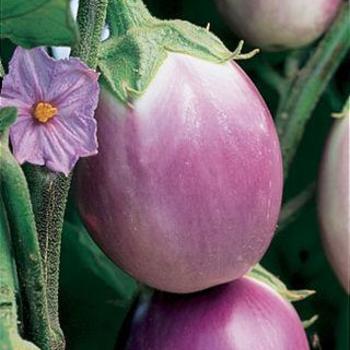 Solanum melongena 'Rosa Bianca' 