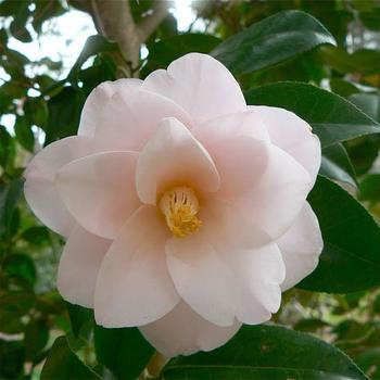 Camellia japonica 'Magnoliaeflora' 