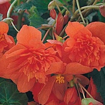 Begonia x tuberhybrida Illumination® 'Orange'