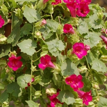Lophospermum Lofos® 'Compact Rose'