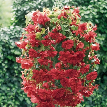 Begonia x tuberhybrida 'Scarlet' 