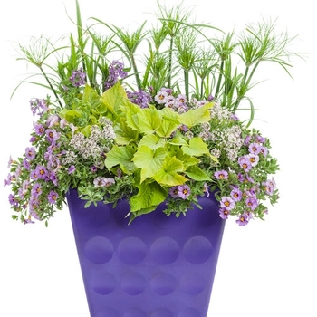 Combination Planter 'Just add color - Purple one' 