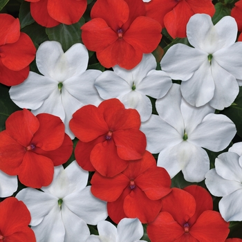 Impatiens walleriana Beacon™ 'Red and White Mix'