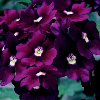 Verbena Lanai® 'Royal Purple w/Eye'