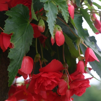 Begonia x tuberhybrida Illumination® 'Rose'