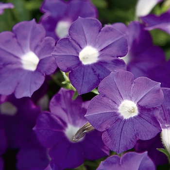 Petunia 'Violet' PPAF