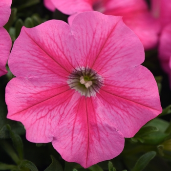 Petunia 'Pink Star' 
