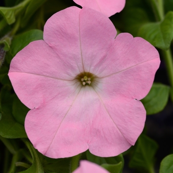 Petunia 'Pink' 