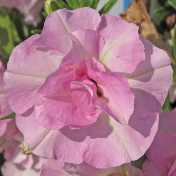 Petunia 'Light Pink' 