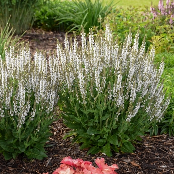 Salvia nemorosa 'White Profusion'