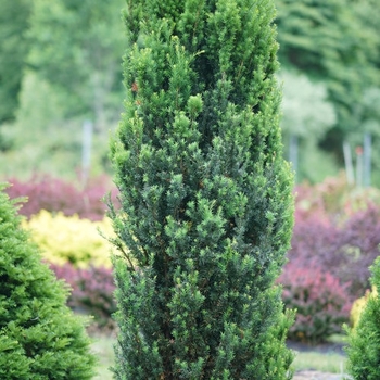 Taxus x media 'SMNTHDC' PP31795, Can PBRAF