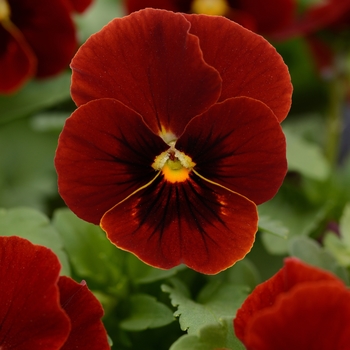 Viola cornuta 'Red Blotch' 