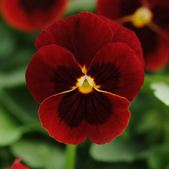 Viola cornuta 'Red Blotch' 