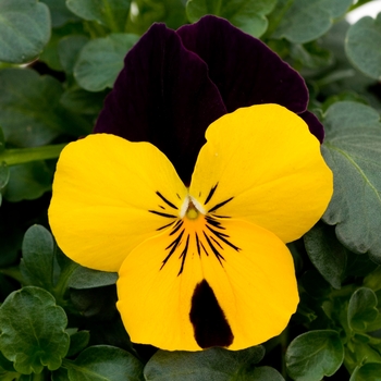 Viola cornuta 'Yellow Duet' 