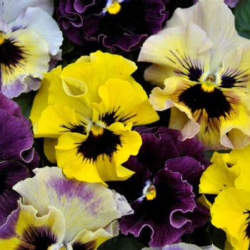 Viola cornuta 'Mini Mix' 