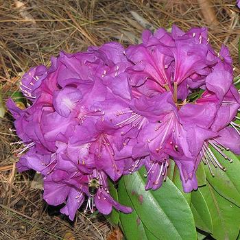 Rhododendron 'Northern Starburst' 