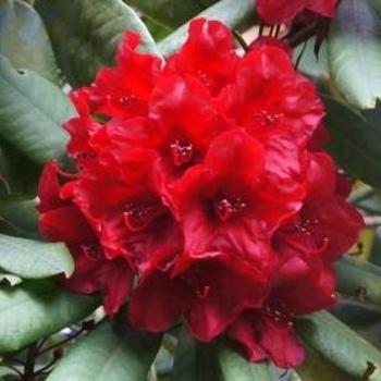 Rhododendron 'Captain Jack' 