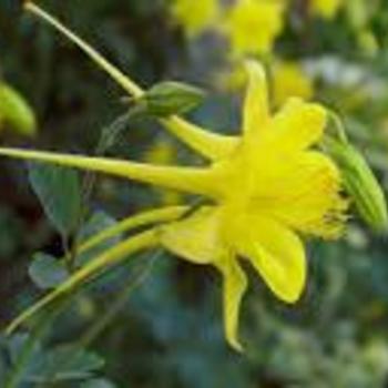 Aquilegia chrysantha 'Denver Gold' 