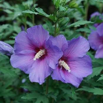 Hibiscus syriacus Paraplu Violet®