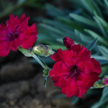 Dianthus 'Red Garnet' 