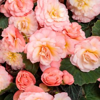 Begonia Double Delight™ 'Blush Rose'