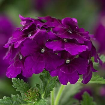 Verbena Lanai® Upright Purple Velvet