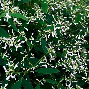 Euphorbia hypericifolia Euphoric™ White Imp.
