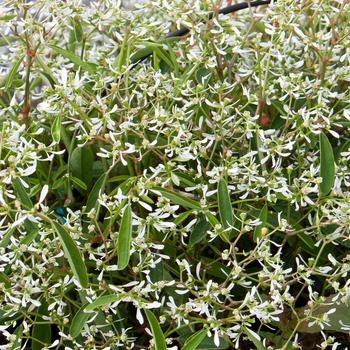 Euphorbia hypericifolia Loreen™ White