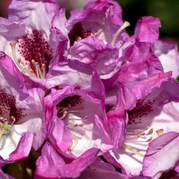 Rhododendron 'Tyler Morris' 