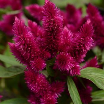 Celosia argentea 'Intenz Dark Purple'