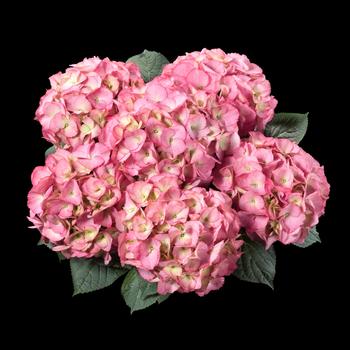 Hydrangea macrophylla Kanmara® 'Pink'