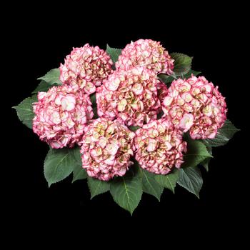 Hydrangea macrophylla Kanmara® 'Strong Pink'