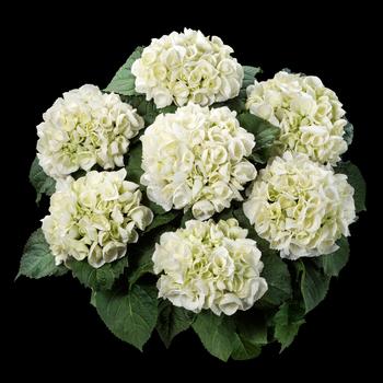 Hydrangea macrophylla Kanmara® 'White'