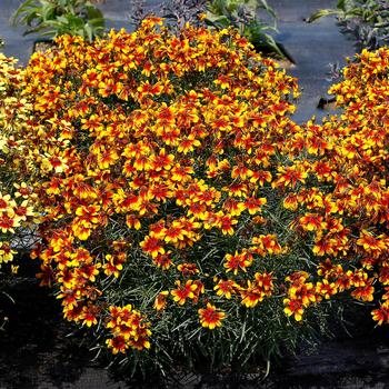 Coreopsis verticillata Sunstar™ Orange