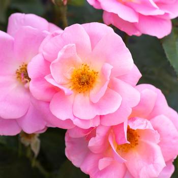 Rosa Knock Out® 'Peachy'
