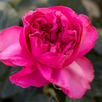 Rosa 'Pink Traviata®'
