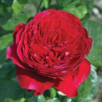 Rosa 'Rouge Royale™'
