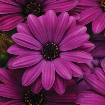 Osteospermum ecklonis Akila® 'Purple'