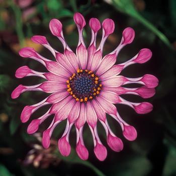 Osteospermum ecklonis FlowerPower™ 'Spider Pink'