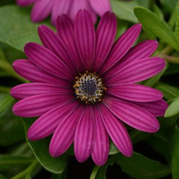 Osteospermum ecklonis Daisy Falls™ 'Purple'