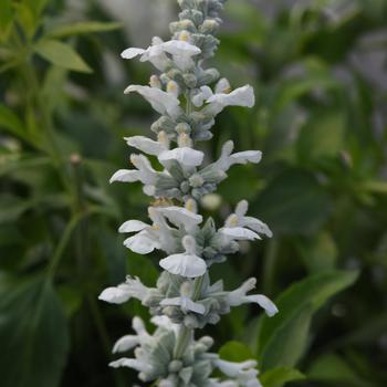 Salvia farinacea 'White Flame'
